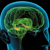 Neuroscienze