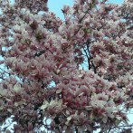 Gioiosa Pasqua