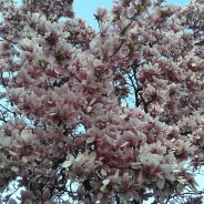 Gioiosa Pasqua